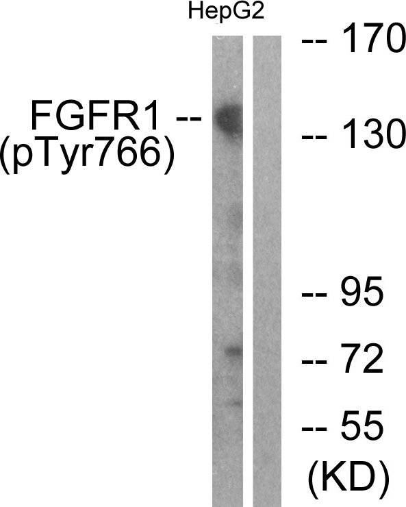 FGFR1 / FGF Receptor 1 Antibody - Western blot analysis of lysates from HepG2 cells treated with EGF 200ng/ml 30', using FGFR1 (Phospho-Tyr766) Antibody. The lane on the right is blocked with the phospho peptide.