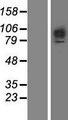 FGFR1 / FGF Receptor 1 Protein - Western validation with an anti-DDK antibody * L: Control HEK293 lysate R: Over-expression lysate