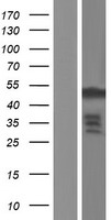 FGFR1OP / FOP Protein - Western validation with an anti-DDK antibody * L: Control HEK293 lysate R: Over-expression lysate