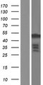 FGFR1OP / FOP Protein - Western validation with an anti-DDK antibody * L: Control HEK293 lysate R: Over-expression lysate