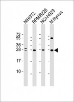 FGFR1OP2 Antibody - All lanes: Anti-FGFR1OP2 Antibody at 1:4000 dilution Lane 1: NIH/3T3 whole cell lysate Lane 2: RPMI8226 whole cell lysate Lane 3: NCI-H929 whole cell lysate Lane 4: mouse thymus lysate Lysates/proteins at 20 µg per lane. Secondary Goat Anti-mouse IgG, (H+L), Peroxidase conjugated at 1/10000 dilution. Predicted band size: 29 kDa Blocking/Dilution buffer: 5% NFDM/TBST.