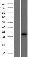 FGFR1OP2 Protein - Western validation with an anti-DDK antibody * L: Control HEK293 lysate R: Over-expression lysate