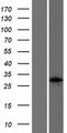 FGFR1OP2 Protein - Western validation with an anti-DDK antibody * L: Control HEK293 lysate R: Over-expression lysate