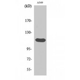 FGFR2 / FGF Receptor 2 Antibody - Western blot of Bek antibody