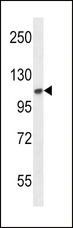 FGFR2 / FGF Receptor 2 Antibody - FGFR2 Antibody western blot of mouse NIH-3T3 cell line lysates (35 ug/lane). The FGFR2 antibody detected the FGFR2 protein (arrow).