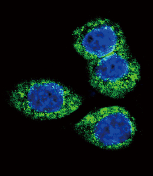 FGFR2 / FGF Receptor 2 Antibody - Confocal immunofluorescence of FGFR2 Antibody with HeLa cell followed by Alexa Fluor 488-conjugated goat anti-rabbit lgG (green). DAPI was used to stain the cell nuclear (blue).
