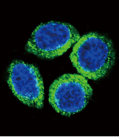 FGFR2 / FGF Receptor 2 Antibody - Confocal immunofluorescence of FGFR2 Antibody (N-term R22) with HeLa cell followed by Alexa Fluor 488-conjugated goat anti-rabbit lgG (green). DAPI was used to stain the cell nuclear (blue).