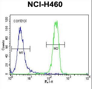 FGFR2 / FGF Receptor 2 Antibody - FGFR2 Antibody flow cytometry of NCI-H460 cells (right histogram) compared to a negative control cell (left histogram). FITC-conjugated goat-anti-rabbit secondary antibodies were used for the analysis.