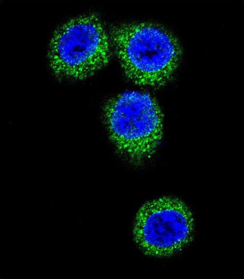 FGFR2 / FGF Receptor 2 Antibody - Confocal immunofluorescence of FGFR2 Antibody with HeLa cell followed by Alexa Fluor 488-conjugated goat anti-rabbit lgG (green). DAPI was used to stain the cell nuclear (blue).