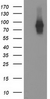 FGFR2 / FGF Receptor 2 Antibody - HEK293T cells were transfected with the pCMV6-ENTRY control (Left lane) or pCMV6-ENTRY FGFR2 (Right lane) cDNA for 48 hrs and lysed. Equivalent amounts of cell lysates (5 ug per lane) were separated by SDS-PAGE and immunoblotted with anti-FGFR2.