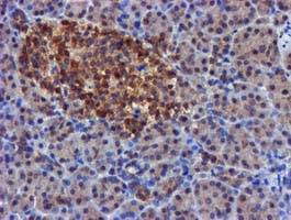 FGFR2 / FGF Receptor 2 Antibody - IHC of paraffin-embedded Human pancreas tissue using anti-FGFR2 mouse monoclonal antibody.