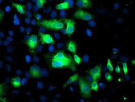 FGFR2 / FGF Receptor 2 Antibody - Anti-FGFR2 mouse monoclonal antibody immunofluorescent staining of COS7 cells transiently transfected by pCMV6-ENTRY FGFR2.