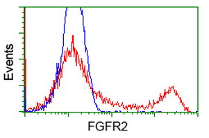 FGFR2 / FGF Receptor 2 Antibody - HEK293T cells transfected with either overexpress plasmid (Red) or empty vector control plasmid (Blue) were immunostained by anti-FGFR2 antibody, and then analyzed by flow cytometry.