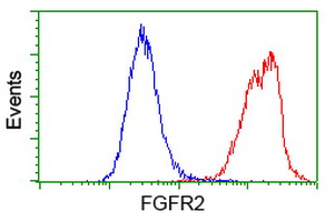 FGFR2 / FGF Receptor 2 Antibody - Flow cytometry of HeLa cells, using anti-FGFR2 antibody (Red), compared to a nonspecific negative control antibody (Blue).