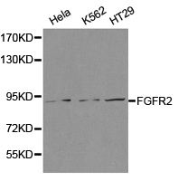 FGFR2 / FGF Receptor 2 Antibody - Western blot of extracts of various cell lines, using FGFR2 antibody.