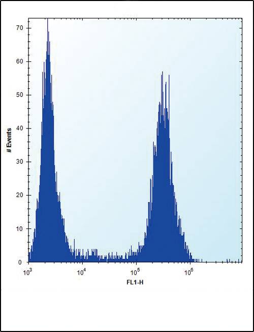 FGFR2 / FGF Receptor 2 Antibody - TLR4 Antibody flow cytometry of U251 cells (right histogram) compared to a negative control cell (left histogram). FITC-conjugated goat-anti-rabbit secondary antibodies were used for the analysis.