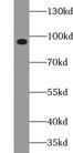 FGFR2 / FGF Receptor 2 Antibody - PC12 cells were subjected to SDS PAGE followed by western blot with FNab09790 (FGFR2 (Phospho-Ser782) antibody) at dilution of 1:1500