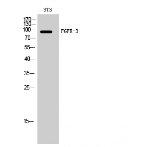 FGFR3 Antibody - Western blot of FGFR-3 antibody