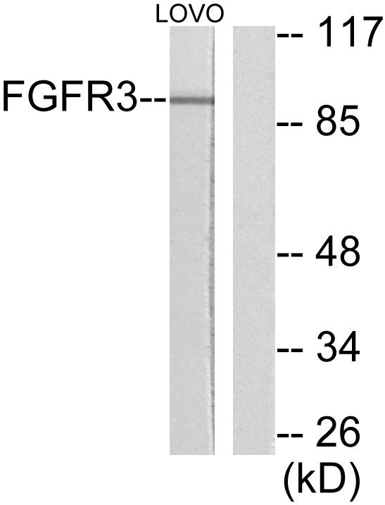 FGFR3 Antibody - Western blot analysis of lysates from LOVO cells, using FGFR3 Antibody. The lane on the right is blocked with the synthesized peptide.