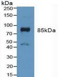 FGFR3 Antibody - Western Blot; Sample: Mouse Placenta Tissue.