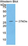 FGFR3 Antibody - Western blot of recombinant FGFR3.  This image was taken for the unconjugated form of this product. Other forms have not been tested.
