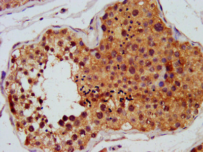 FGFR3 Antibody - IHC image of FGFR3 Antibody diluted at 1:450 and staining in paraffin-embedded human testis tissue performed on a Leica BondTM system. After dewaxing and hydration, antigen retrieval was mediated by high pressure in a citrate buffer (pH 6.0). Section was blocked with 10% normal goat serum 30min at RT. Then primary antibody (1% BSA) was incubated at 4°C overnight. The primary is detected by a biotinylated secondary antibody and visualized using an HRP conjugated SP system.