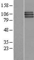 FGFR3 Protein - Western validation with an anti-DDK antibody * L: Control HEK293 lysate R: Over-expression lysate