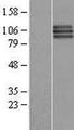 FGFR3 Protein - Western validation with an anti-DDK antibody * L: Control HEK293 lysate R: Over-expression lysate