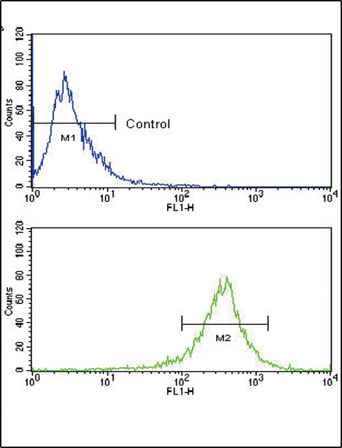 FGFR4 Antibody - Flow cytometric of WiDr cells using FGFR4 Antibody (bottom histogram) compared to a negative control cell (top histogram). FITC-conjugated goat-anti-rabbit secondary antibodies were used for the analysis.
