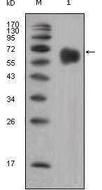 FGFR4 Antibody - Western blot using FGFR4 mouse monoclonal antibody against extracellular domain of human FGFR4 (aa22-369).