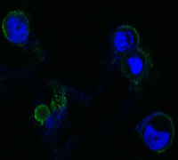 FGFR4 Antibody - Confocal immunofluorescence of methanol-fixed HEK293 cells transfected with FGFR4-hIgGFc using FGFR4 mouse monoclonal antibody(green), showing membrane localization. Blue: DRAQ5 fluorescent DNA dye.