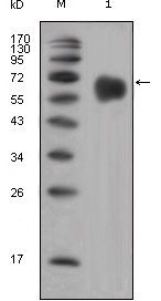 FGFR4 Antibody - FGFR4 Antibody in Western Blot (WB)