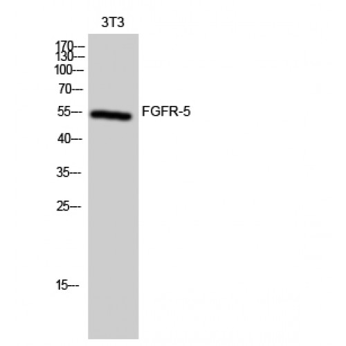 FGFRL1 Antibody - Western blot of FGFR-5 antibody