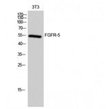 FGFRL1 Antibody - Western blot of FGFR-5 antibody