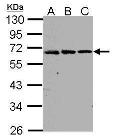 FGFRL1 Antibody - Sample (30 ug whole cell lysate). A:293T, B: Hep G2 , C: Raji . 10% SDS PAGE. FGFRL1 antibody diluted at 1:1000