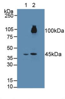 FGFRL1 Antibody - Western Blot; Sample: Lane1: Rat Liver Tissue; Lane2: Rat Heart Tissue.