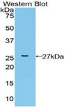 FGFRL1 Antibody - Western blot of recombinant FGFRL1.  This image was taken for the unconjugated form of this product. Other forms have not been tested.