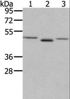 FGFRL1 Antibody - Western blot analysis of NIH/3T3 cell and human placenta tissue, LOVO cell, using FGFRL1 Polyclonal Antibody at dilution of 1:400.