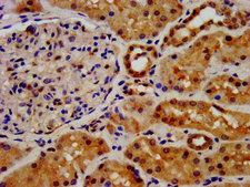 FGFRL1 Antibody - Immunohistochemistry image at a dilution of 1:500 and staining in paraffin-embedded human kidney tissue performed on a Leica BondTM system. After dewaxing and hydration, antigen retrieval was mediated by high pressure in a citrate buffer (pH 6.0) . Section was blocked with 10% normal goat serum 30min at RT. Then primary antibody (1% BSA) was incubated at 4 °C overnight. The primary is detected by a biotinylated secondary antibody and visualized using an HRP conjugated SP system.