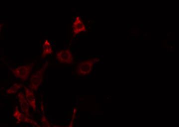 FGFRL1 Antibody - Staining NIH-3T3 cells by IF/ICC. The samples were fixed with PFA and permeabilized in 0.1% Triton X-100, then blocked in 10% serum for 45 min at 25°C. The primary antibody was diluted at 1:200 and incubated with the sample for 1 hour at 37°C. An Alexa Fluor 594 conjugated goat anti-rabbit IgG (H+L) Ab, diluted at 1/600, was used as the secondary antibody.