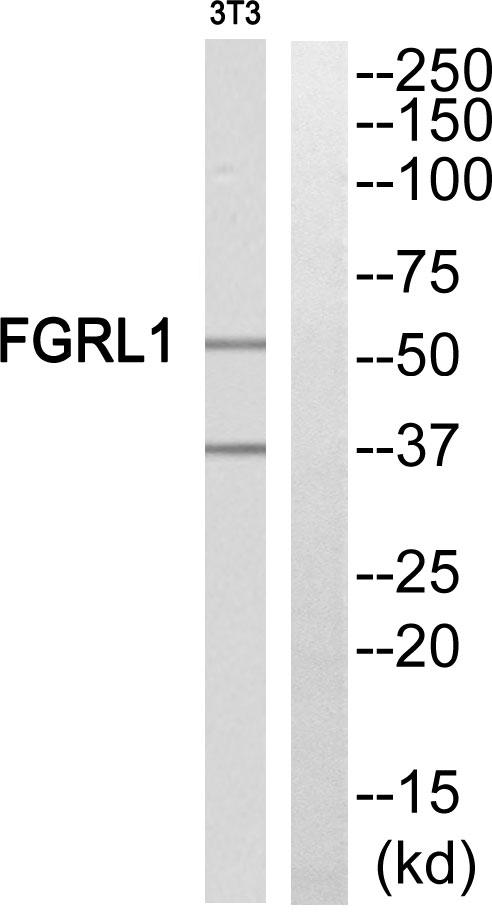 FGFRL1 Antibody - Western blot analysis of extracts from NIH-3T3 cells, using FGFRL1 antibody.