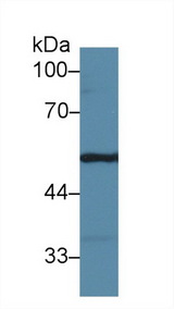 FGG / Fibrinogen Gamma Antibody - Western Blot; Sample: Mouse Lung lysate; Primary Ab: 2µg/ml Rabbit Anti-Mouse FGg Antibody Second Ab: 0.2µg/mL HRP-Linked Caprine Anti-Rabbit IgG Polyclonal Antibody
