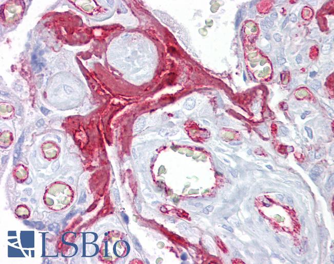 FGG / Fibrinogen Gamma Antibody - Anti-FGG / Fibrinogen Gamma Chain antibody IHC of human placenta. Immunohistochemistry of formalin-fixed, paraffin-embedded tissue after heat-induced antigen retrieval. Antibody concentration 5 ug/ml.  This image was taken for the unconjugated form of this product. Other forms have not been tested.