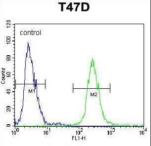 FGG / Fibrinogen Gamma Antibody - FGG Antibody flow cytometry of T47D cells (right histogram) compared to a negative control cell (left histogram). FITC-conjugated goat-anti-rabbit secondary antibodies were used for the analysis.