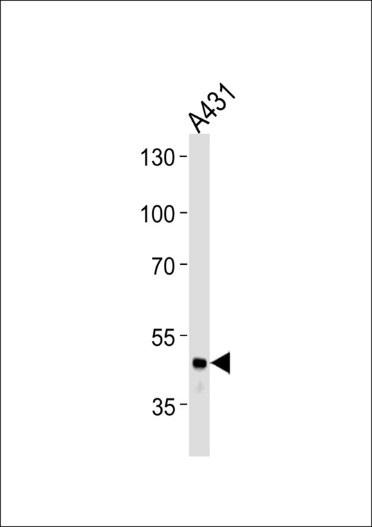 FGG / Fibrinogen Gamma Antibody - FGG Antibody western blot of A431 cell line lysates (35 ug/lane). The FGG antibody detected the FGG protein (arrow).