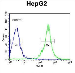 FGG / Fibrinogen Gamma Antibody - FGG Antibody flow cytometry of HepG2 cells (right histogram) compared to a negative control cell (left histogram). FITC-conjugated goat-anti-rabbit secondary antibodies were used for the analysis.