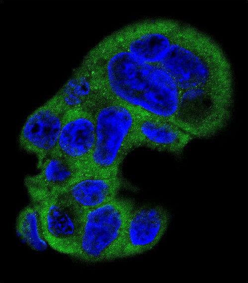 FGG / Fibrinogen Gamma Antibody - Confocal immunofluorescence of FGG Antibody with HepG2 cell followed by Alexa Fluor 488-conjugated goat anti-rabbit lgG (green). DAPI was used to stain the cell nuclear (blue).
