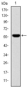 FGG / Fibrinogen Gamma Antibody - Western blot using FGG monoclonal antibody against human FGG (AA: 210-437) recombinant protein. (Expected MW is 51.5 kDa)