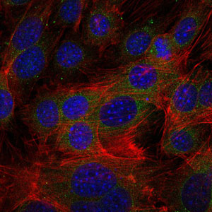 FGG / Fibrinogen Gamma Antibody - Immunofluorescence of 3T3-L1 cells using FGG mouse monoclonal antibody (green). Blue: DRAQ5 fluorescent DNA dye. Red: Actin filaments have been labeled with Alexa Fluor-555 phalloidin.