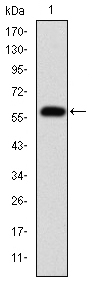 FGG / Fibrinogen Gamma Antibody - Western blot using FGG monoclonal antibody against human FGG (AA: 210-437) recombinant protein. (Expected MW is 51.5 kDa)
